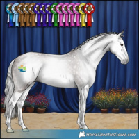 Horse Color:Gray Bay Splash 