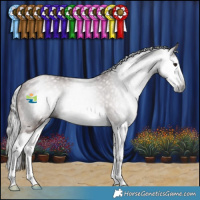Horse Color:Gray Bay Splash 