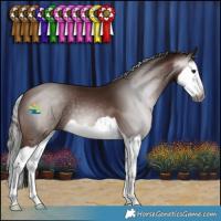 Horse Color:Gray Bay Splash