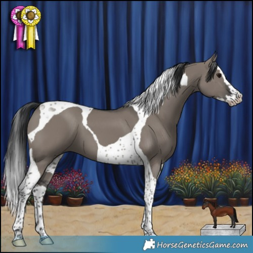 Horse Color:Grullo Splash Tobiano 