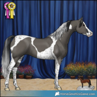 Horse Color:Grullo Splash Tobiano 