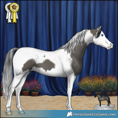 Horse Color:Grullo Splash Tobiano 
