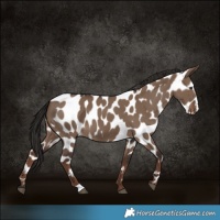 Horse Color:Liver Red Dun Appaloosa 