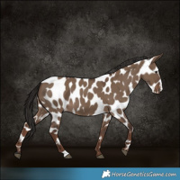 Horse Color:Liver Red Dun Near Leopard 