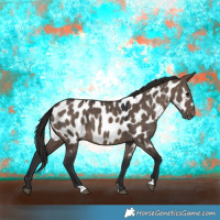 Horse Color:Brown Dun Appaloosa 