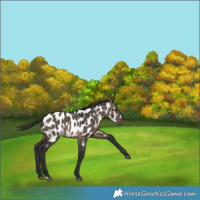 Horse Color:Brown Dun Appaloosa 