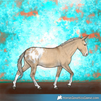 Horse Color:Chocolate Palomino Dun Splash Appaloosa