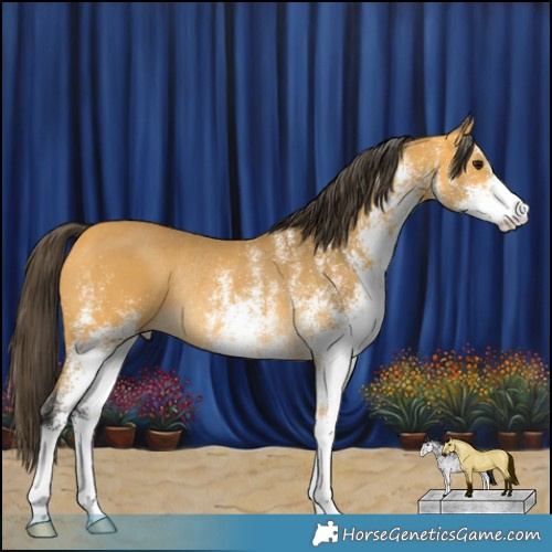 Horse Color:White Spotted Buckskin Rabicano 