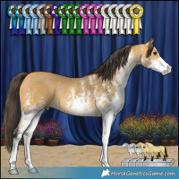 Horse Color:White Spotted Buckskin Rabicano 