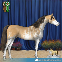 Horse Color:White Spotted Buckskin Rabicano 