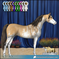 Horse Color:White Spotted Buckskin Rabicano 