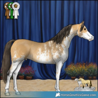 Horse Color:White Spotted Buckskin Rabicano 