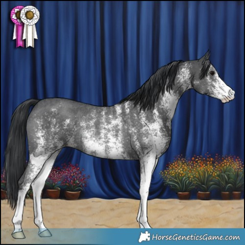 Horse Color:White Spotted Black Rabicano 