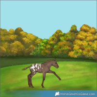 Horse Color:Liver Red Dun Appaloosa 