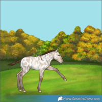 Horse Color:Sable Champagne Dun Appaloosa 