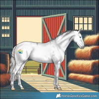 Horse Color:Gray White Spotted Liver Red Dun Splash Tobiano Appaloosa