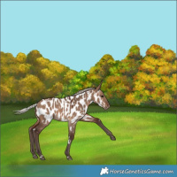 Horse Color:White Spotted Silver Brown Dun Appaloosa 