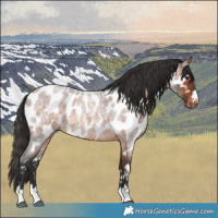 Horse Color:Brown Roan Appaloosa