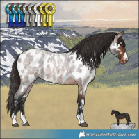 Horse Color:Brown Roan Appaloosa