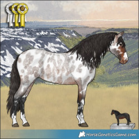 Horse Color:Brown Roan Appaloosa
