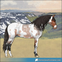 Horse Color:Bay Roan and Bay Roan Near Fewspot