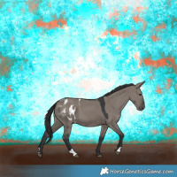 Horse Color:Grullo Appaloosa 