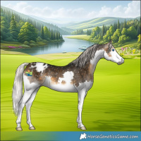 Horse Color:Gray Silver Buckskin Splash Appaloosa