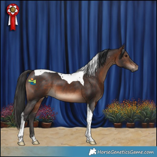 Horse Color:Brown Tobiano 