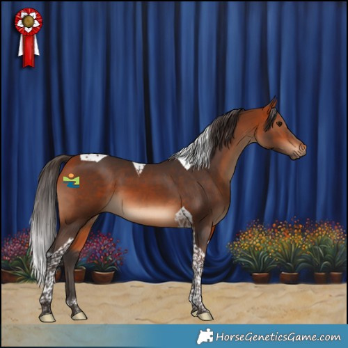Horse Color:Bay Tobiano 