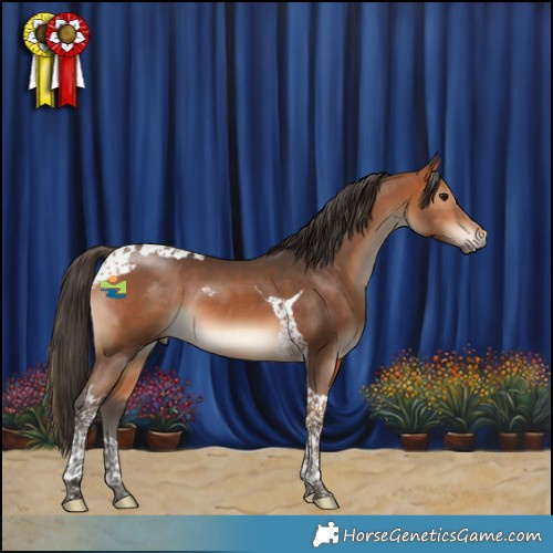 Horse Color:Bay Tobiano 