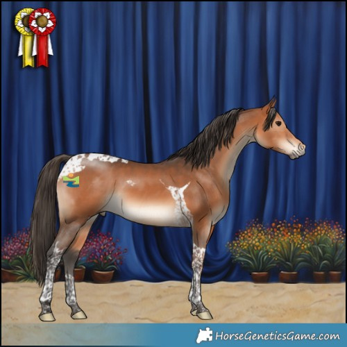 Horse Color:Bay Tobiano