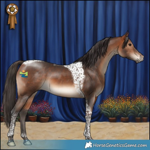 Horse Color:Bay Tobiano 