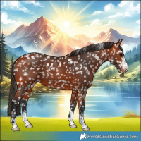 Horse Color:Bay Appaloosa