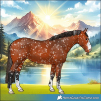 Horse Color:Bay Appaloosa 