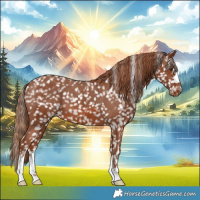 Horse Color:Chestnut Blanket