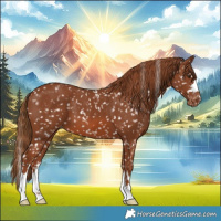 Horse Color:Chestnut Appaloosa 