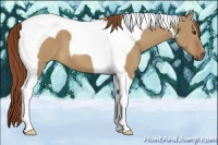 Horse Color:Red Dun Tobiano