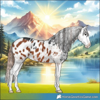 Horse Color:Black Splash Appaloosa  and Chestnut Splash Appaloosa 