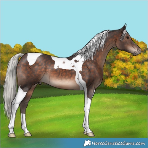 Horse Color:Silver Brown Tobiano 