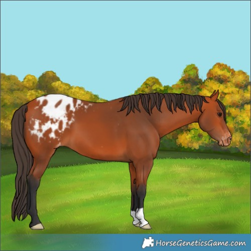 Horse Color:Bay Appaloosa 