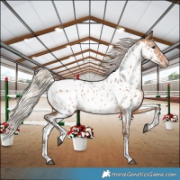 Horse Color:Silver Brown Dun Sabino Near Leopard