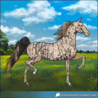 Horse Color:Smoky Black  and Smoky Black Pearl 