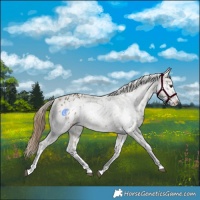 Horse Color:Buckskin Dun Appaloosa  and Buckskin Dun Frame Appaloosa 