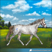 Horse Color:Buckskin Dun Appaloosa and Buckskin Dun Frame Appaloosa