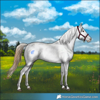 Horse Color:Buckskin Dun Appaloosa and Buckskin Dun Splash Appaloosa
