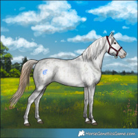 Horse Color:Buckskin Dun Appaloosa  and Buckskin Dun Splash Appaloosa 