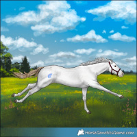 Horse Color:Buckskin Dun Appaloosa  and Buckskin Dun Splash Appaloosa 