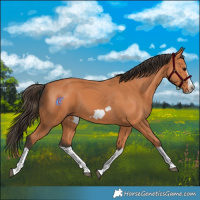 Horse Color:Bay Splash Frame 