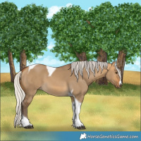 Horse Color:Silver Buckskin Dun Tobiano