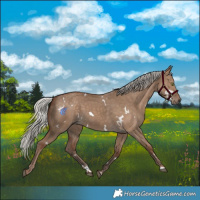 Horse Color:White Spotted Silver Grullo Rabicano 
